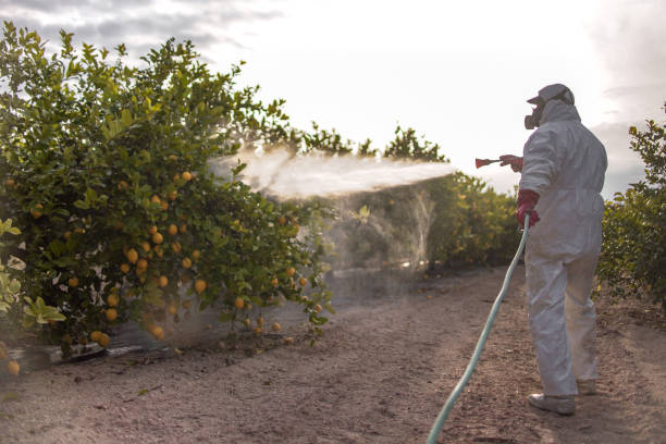 Best Termite Control Services  in Bryans Road, MD