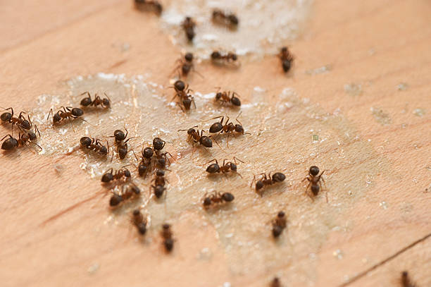Best Ant Control Services  in Bryans Road, MD